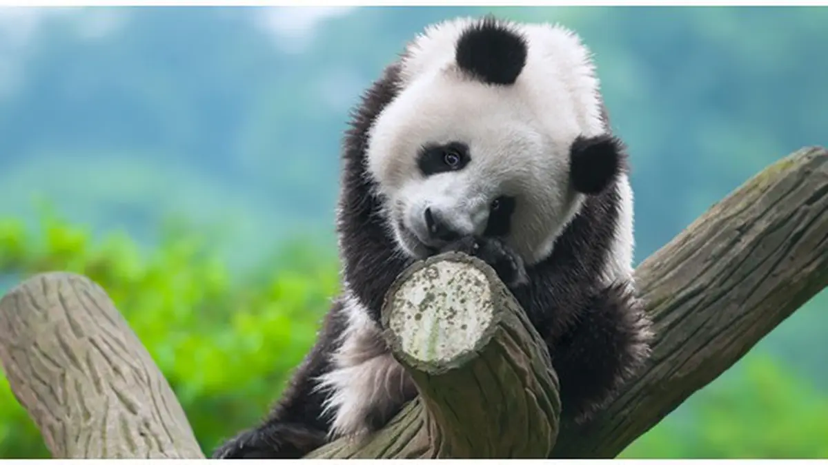 Cerita Seru Panda: Petualangan Si Lucu dari Pegunungan Cina